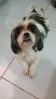 Cachorro raça Lhasa apso  idade 3 anos nome Zoe, mel