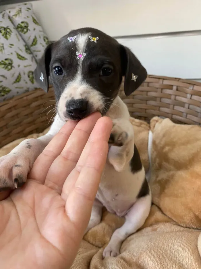 Cachorro ra a SRD idade Abaixo de 2 meses nome Uniqua