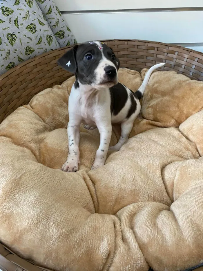 Cachorro ra a SRD idade Abaixo de 2 meses nome Uniqua