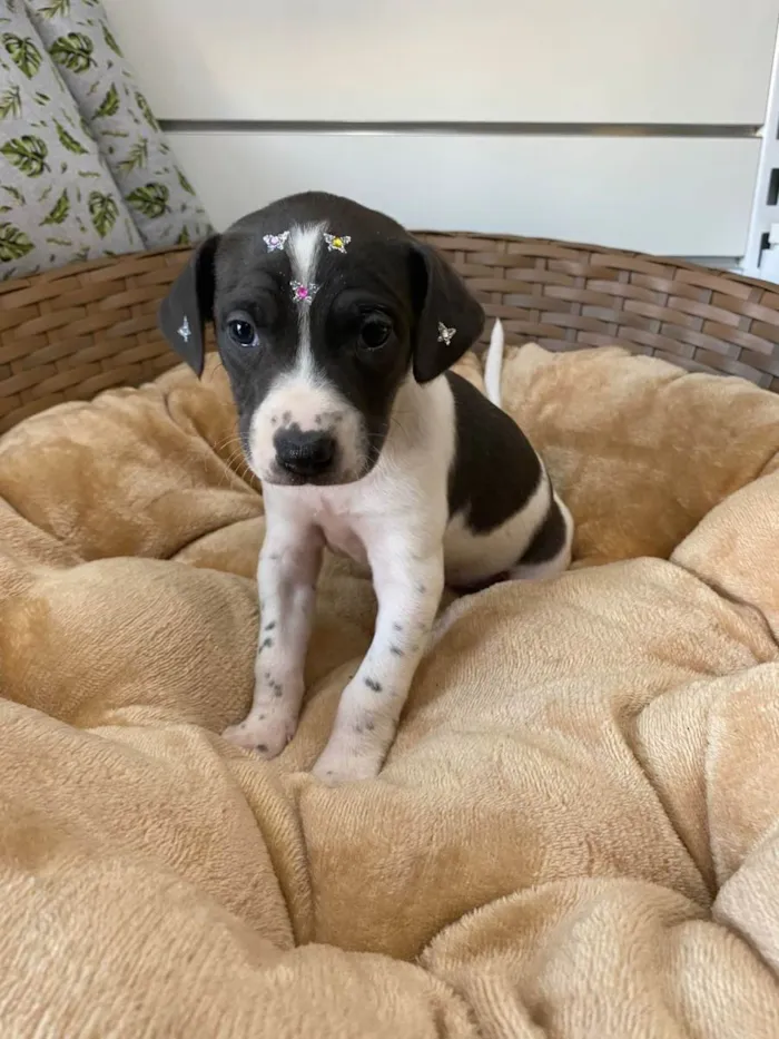 Cachorro ra a SRD idade Abaixo de 2 meses nome Uniqua