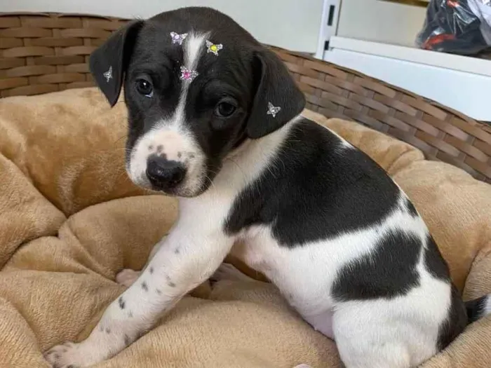 Cachorro ra a SRD idade Abaixo de 2 meses nome Uniqua