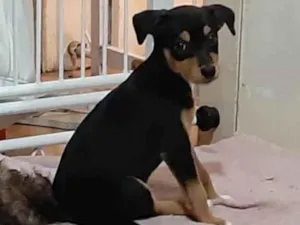 Cachorro raça Srd idade 2 a 6 meses nome Filhote de 4 meses 