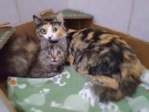 Gato raça srd idade 1 ano nome Maria Rita e Lizzy