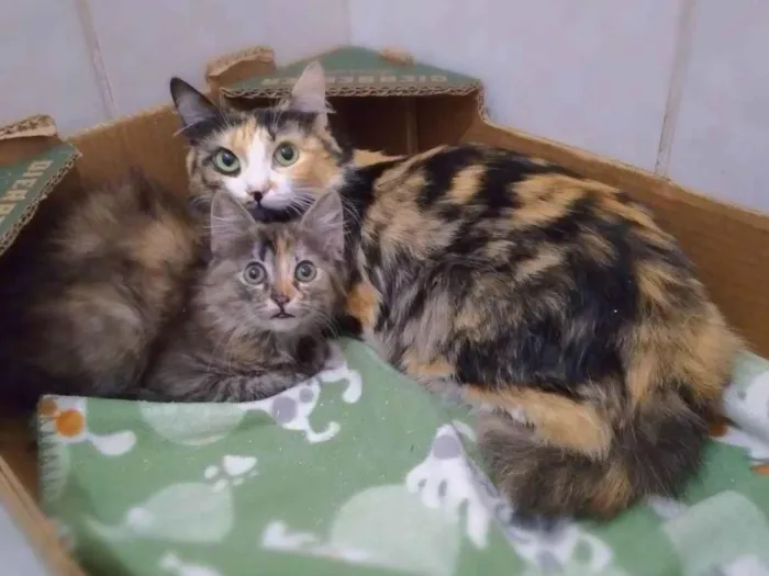 Gato ra a srd idade 1 ano nome Maria Rita e Lizzy