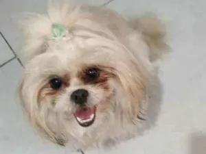 Cachorro raça Lhasa apso  idade 3 anos nome Zoe, mel