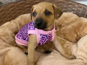 Cachorro raça SRD idade Abaixo de 2 meses nome Tasha
