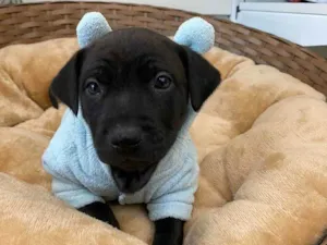 Cachorro raça SRD idade Abaixo de 2 meses nome Pablo
