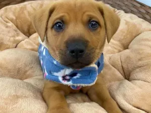 Cachorro raça SRD idade Abaixo de 2 meses nome Austin