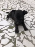 Cachorro raça Vira lata  idade 2 a 6 meses nome Filhotes 