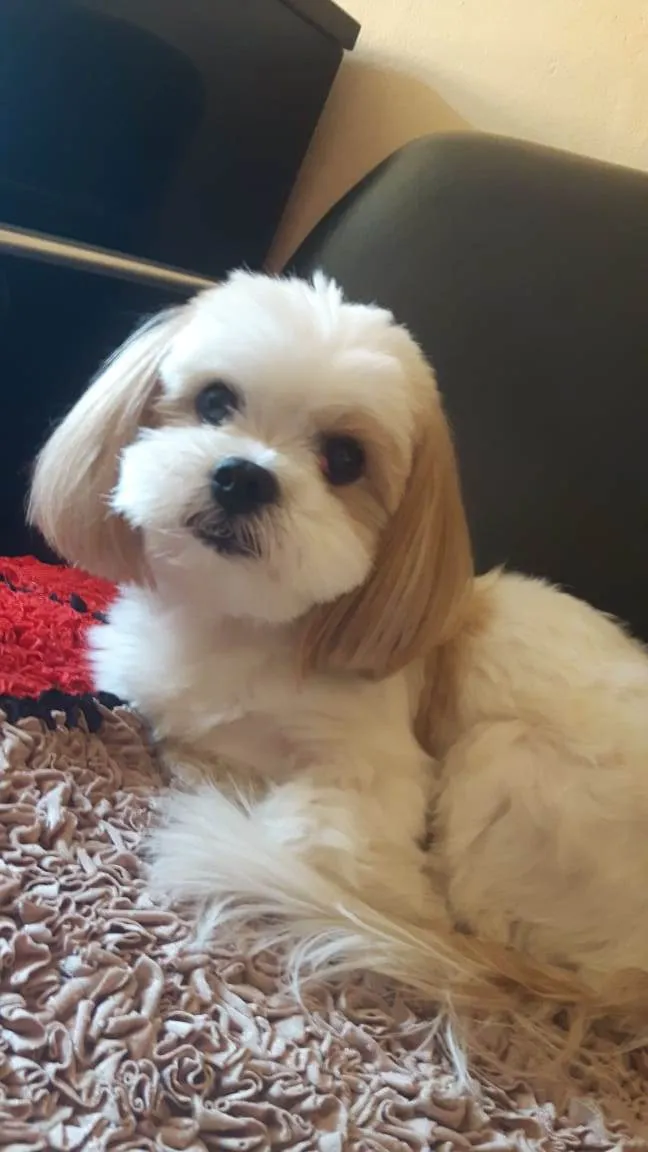 Cachorro raça Lhasa Apso idade 6 ou mais anos nome Eddie