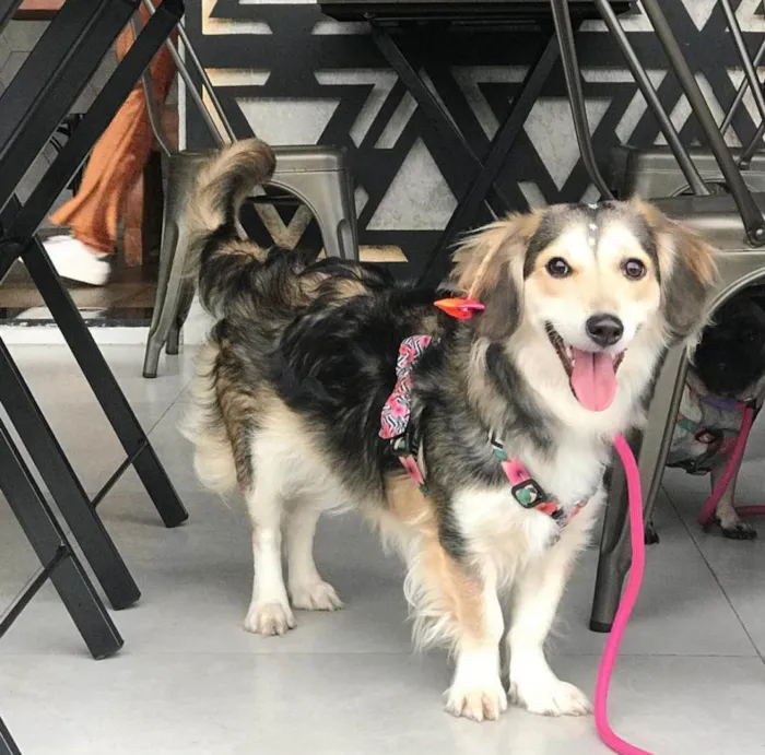Cachorro ra a Sem raça definida idade 5 anos nome Magali
