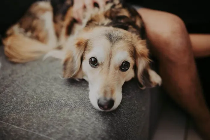 Cachorro ra a Sem raça definida idade 5 anos nome Magali