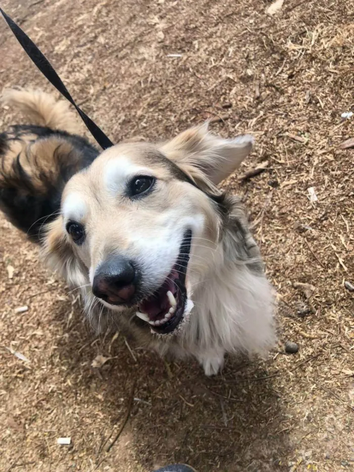 Cachorro ra a Sem raça definida idade 5 anos nome Magali