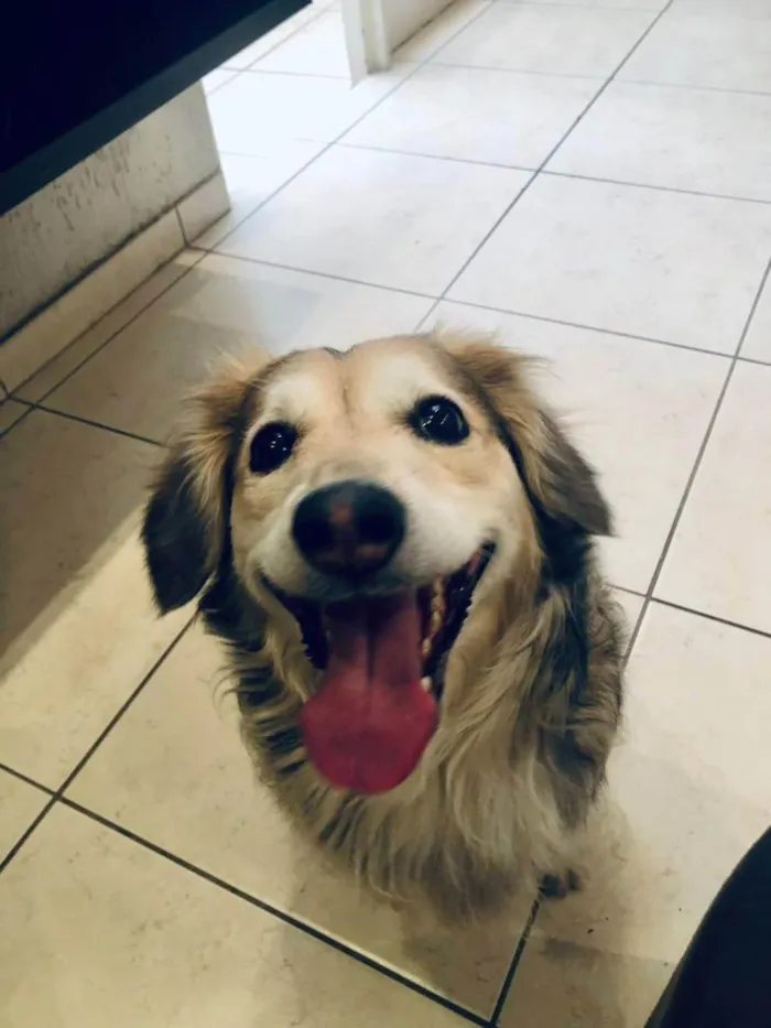 Cachorro ra a Sem raça definida idade 5 anos nome Magali