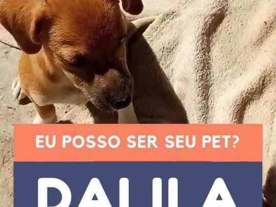 Cachorro ra a Srd idade 2 a 6 meses nome Dalila