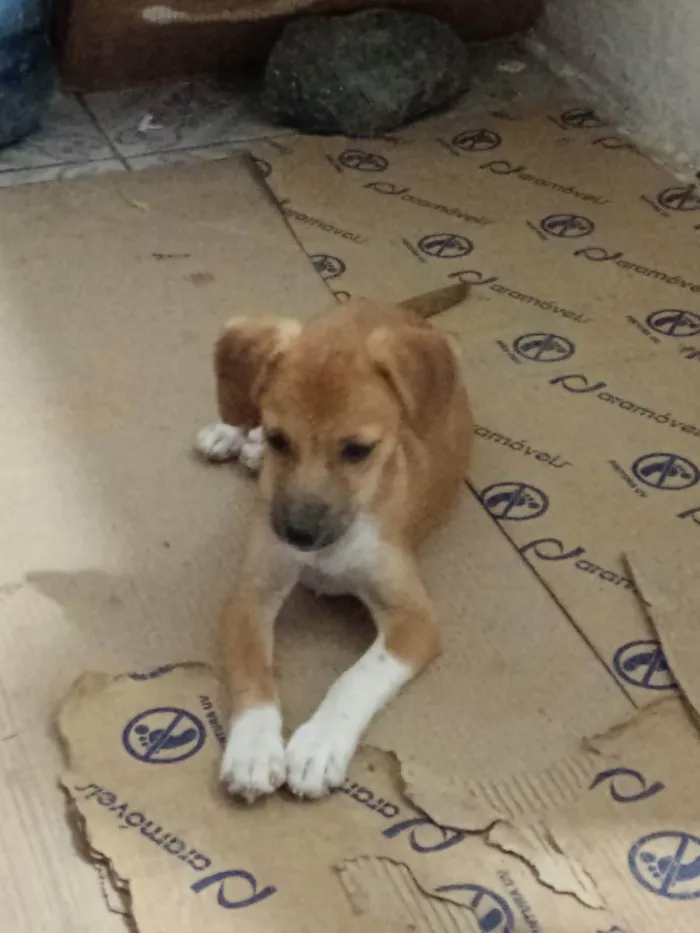 Cachorro ra a Srd idade 2 a 6 meses nome Dalila