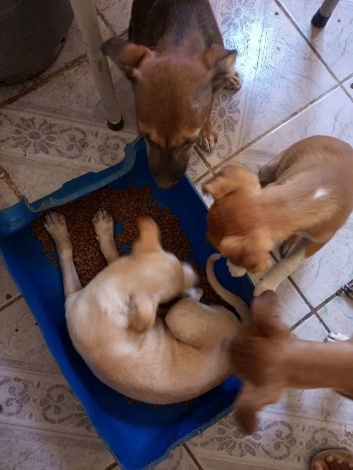Cachorro ra a Srd idade 2 a 6 meses nome Dalila
