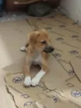 Dalila