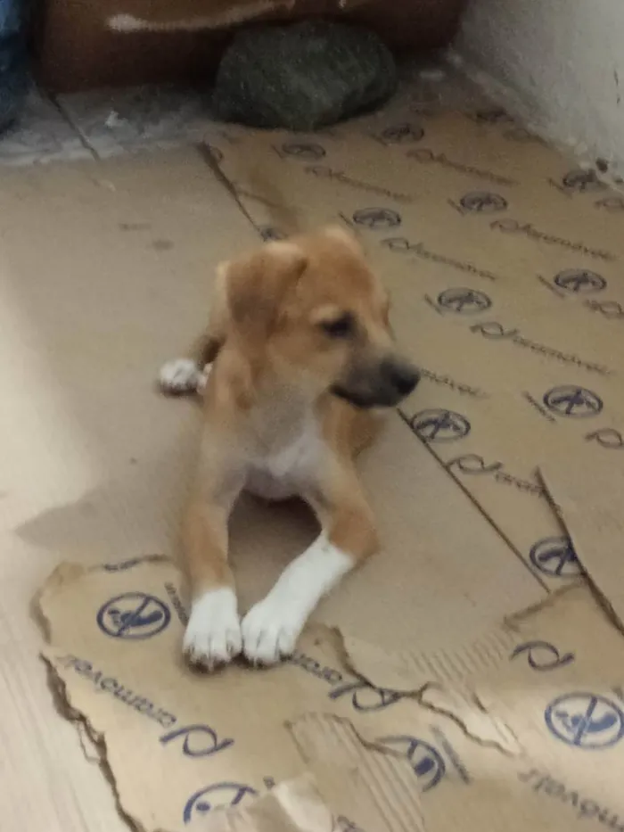 Cachorro ra a Srd idade 2 a 6 meses nome Dalila