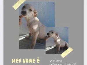 Cachorro raça Srd idade 2 a 6 meses nome Bingo
