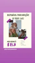 Bela