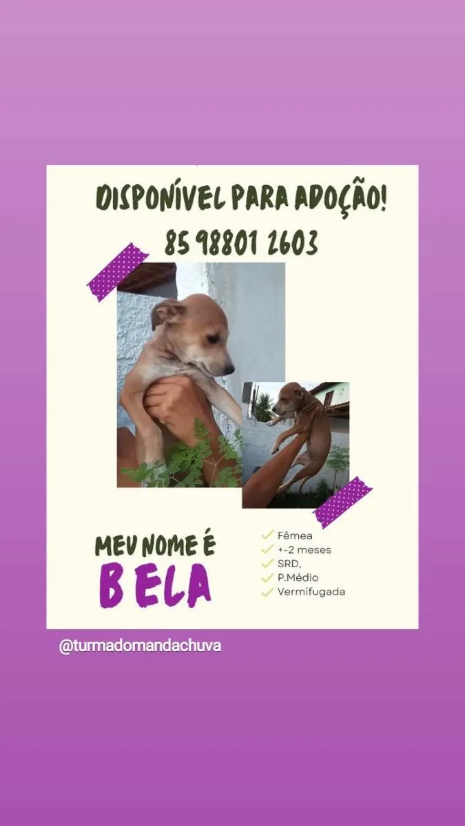 Cachorro ra a Srd idade 2 a 6 meses nome Bela
