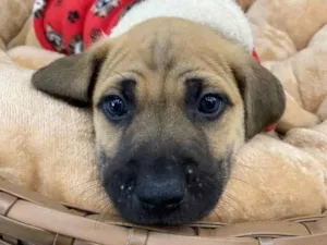 Cachorro raça SRD idade Abaixo de 2 meses nome Tyrone