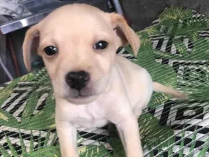Cachorro raça Vira lata  idade 2 a 6 meses nome Filhotes 