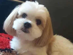 Cachorro raça Lhasa Apso idade 6 ou mais anos nome Eddie
