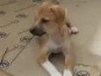 Dalila