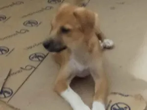 Cachorro raça Srd idade 2 a 6 meses nome Dalila