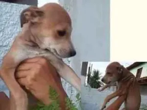 Cachorro raça Srd idade 2 a 6 meses nome Bela