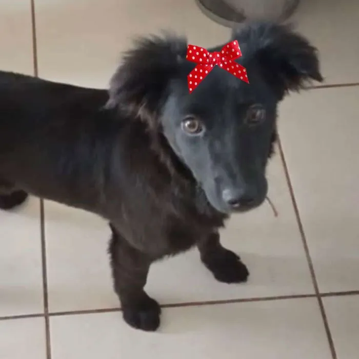Cachorro ra a Mestiça  idade 2 a 6 meses nome Rubi 