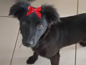 Cachorro raça Mestiça  idade 2 a 6 meses nome Rubi 