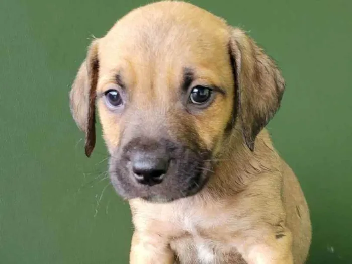 Cachorro raça Srd idade 2 a 6 meses nome BRUCE