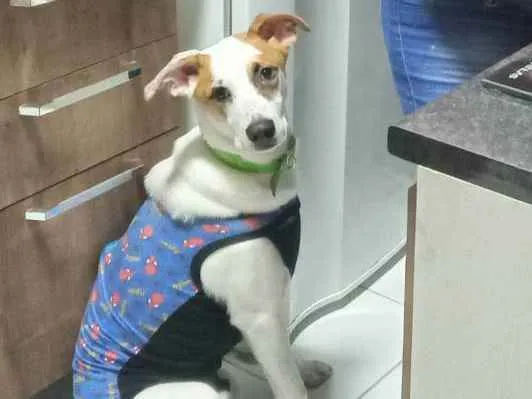 Cachorro ra a Vira lata idade 7 a 11 meses nome Branquelo