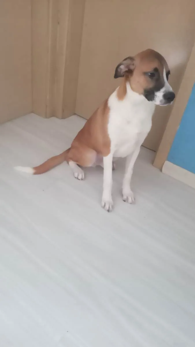 Cachorro ra a Vira lata idade 7 a 11 meses nome Cremoso 