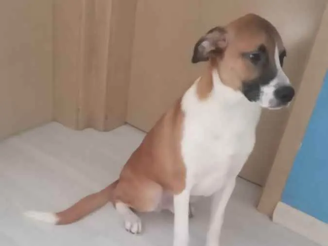 Cachorro ra a Vira lata idade 7 a 11 meses nome Cremoso 