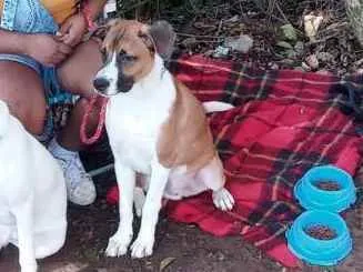 Cachorro ra a Vira lata idade 7 a 11 meses nome Cremoso 