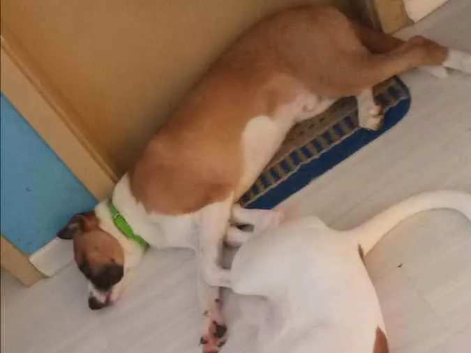 Cachorro ra a Vira lata idade 7 a 11 meses nome Cremoso 