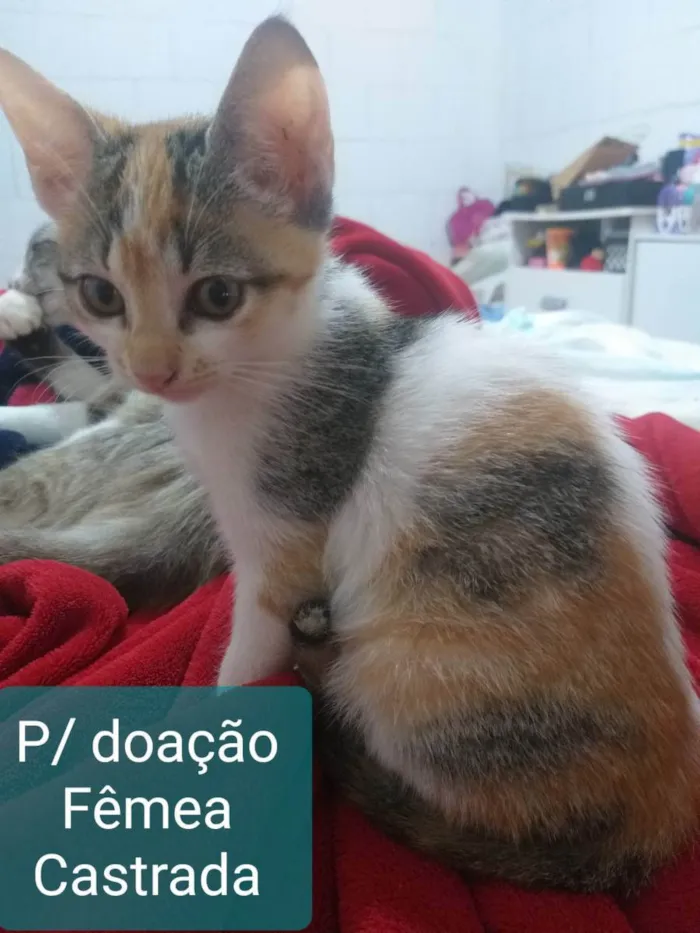 Gato ra a Sem raça  idade 2 a 6 meses nome Amora