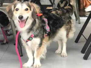 Cachorro raça Sem raça definida idade 5 anos nome Magali