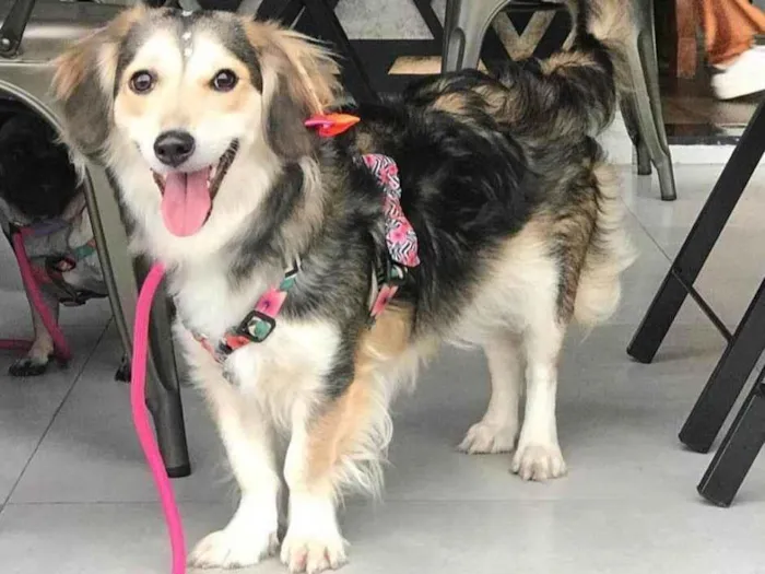 Cachorro ra a Sem raça definida idade 5 anos nome Magali