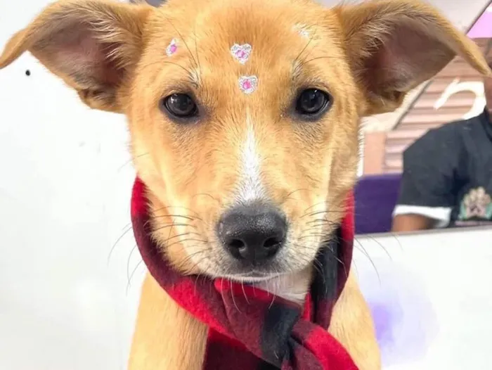 Cachorro raça  idade 2 a 6 meses nome Mirela Filhote