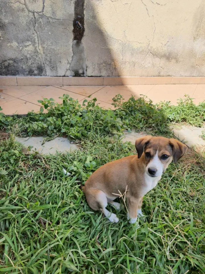 Cachorro raça Indefinida idade 7 a 11 meses nome Lulu