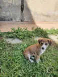 Lulu