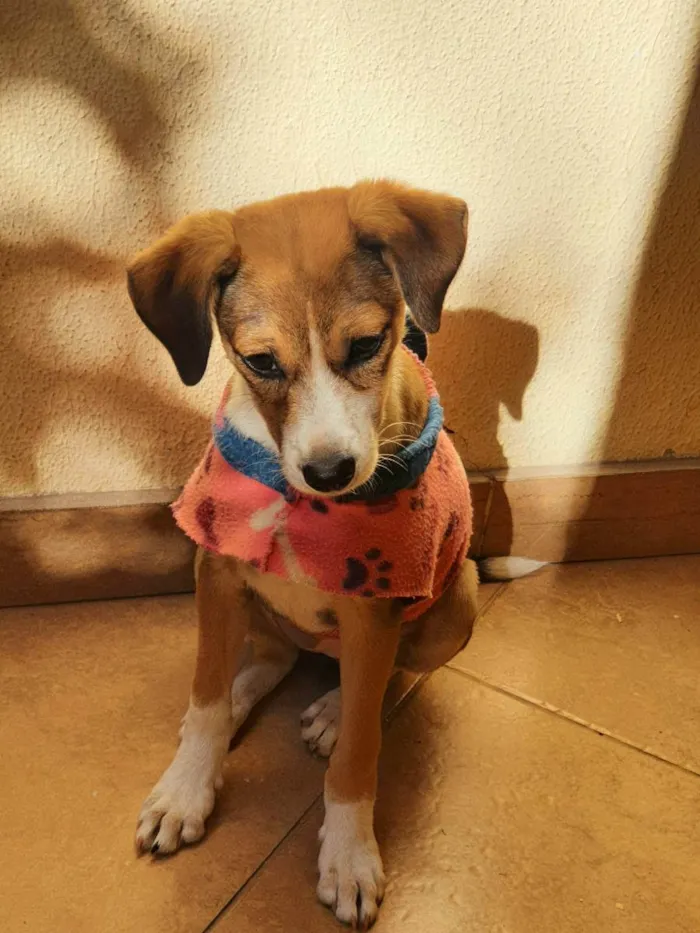 Cachorro raça Indefinida idade 7 a 11 meses nome Lulu