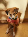 Lulu