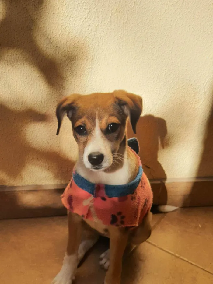 Cachorro raça Indefinida idade 7 a 11 meses nome Lulu