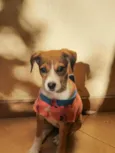 Lulu